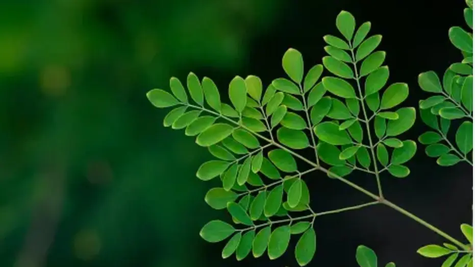 Why Moringa Leaves Are A Must-Have Superfood During Spring Season? Moringa Leaves