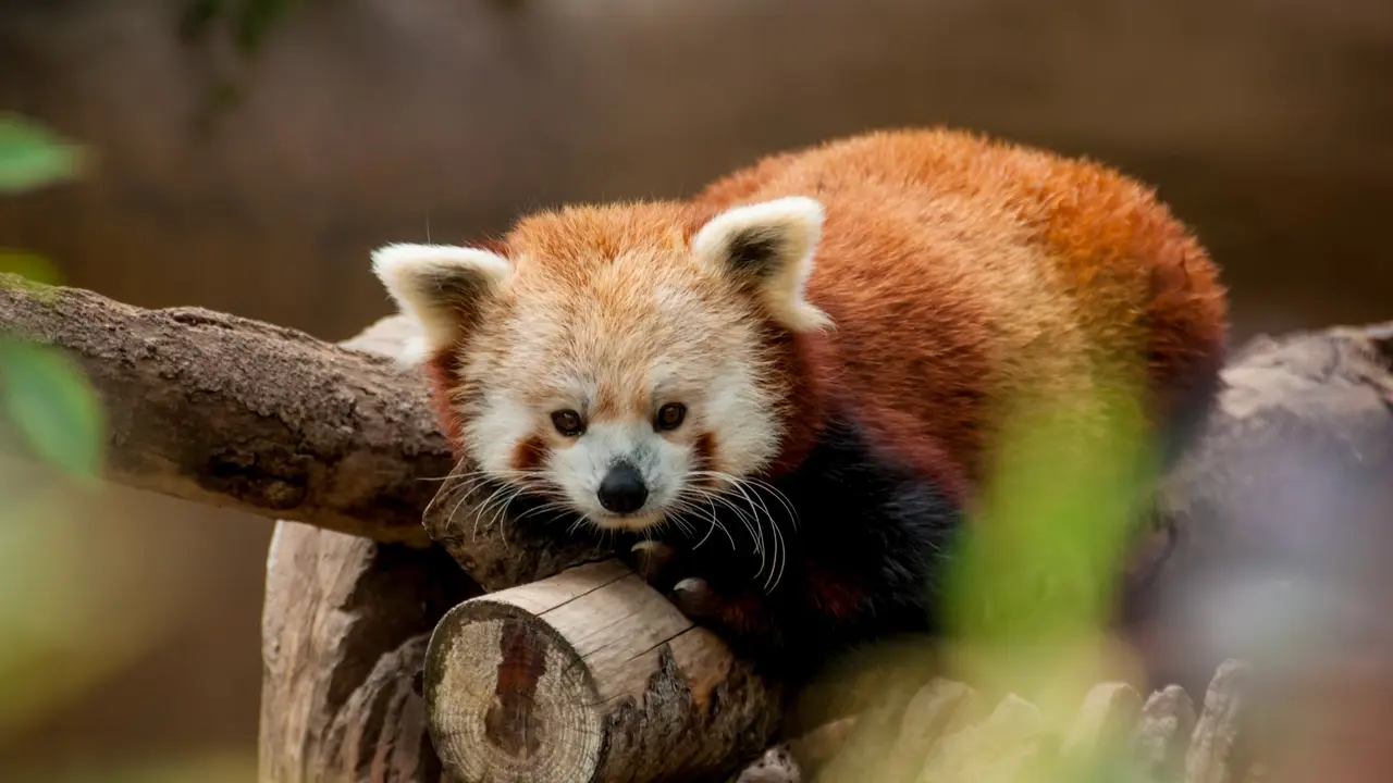 IIT Bombay Researchers Discover Secrets of Animal Find Their Home Using Robots Using robot, IIT Bombay researchers discover how animals find their way back home