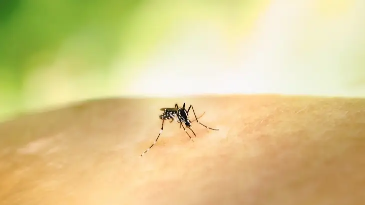 What Is Oropouche Virus, Should You Be Concerned? How It Spreads, Symptoms, All You Need To Know mosquito bites