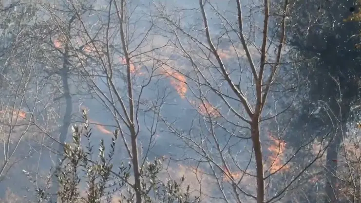Forest near LoC set on fire
