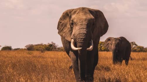 Description of the pic