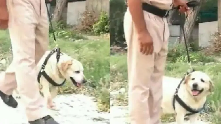 Punjab Police Labrador dog, used in drug detection, beats cancer to join back duty Punjab Police