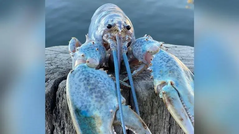 US: Ultra-rare 'Cotton candy' coloured lobster caught in Casco Bay amazes netizens; Watch lobster