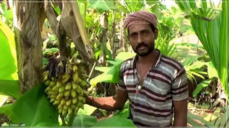 Coronavirus: Karnataka banana farmers face losses as buyers bid the lowest prices Coronavirus