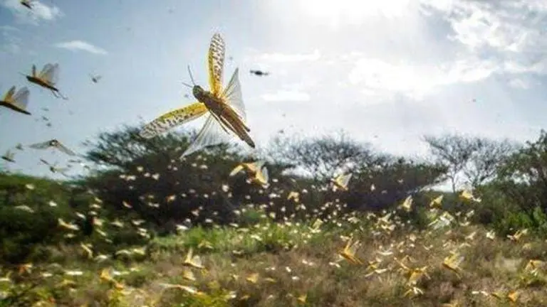 Declare locust attack a national calamity: Rajasthan Minister to PM Modi PM Modi
