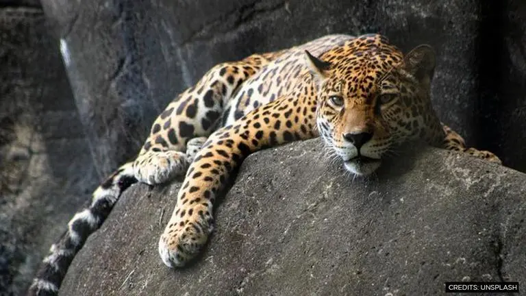 ‘America’s great cat’: Scientists plan to reintroduce extinct Jaguars into the US America