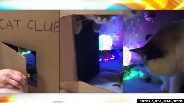 'Kitty Club': Cats have a tiny ‘nightclub’ of their own; netizens call it 'best place' Cats 'nightclub'