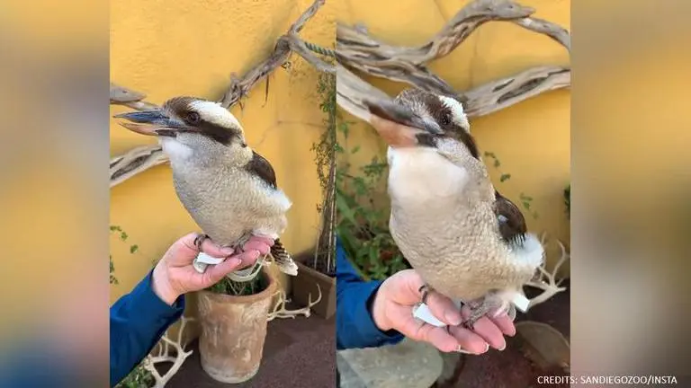 'Fantastic': Sound of Kookaburra bird leaves netizens amazed; watch video Kookaburra