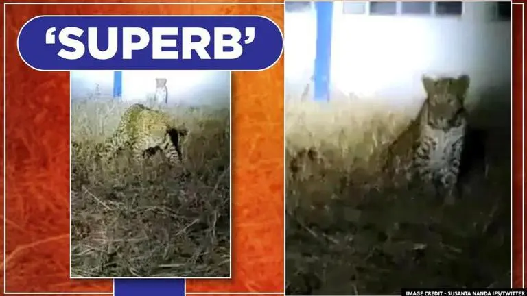 Video: Leopards spotted 'chilling' at Deolali Air Force Station as humans stay at home Leopards spotted 'chilling' at Deolali Air Force Station, watch video