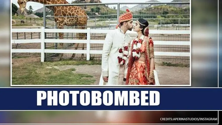 'Wedding shoot photobombed': Giraffe snatches groom's turban, watch video 'Wedding shoot photobombed': Giraffe captured snatching groom's turban