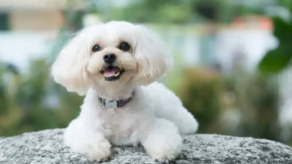 Pomeranian to Maltese: 7 dog breeds that are perfect for small spaces Shih Tzu