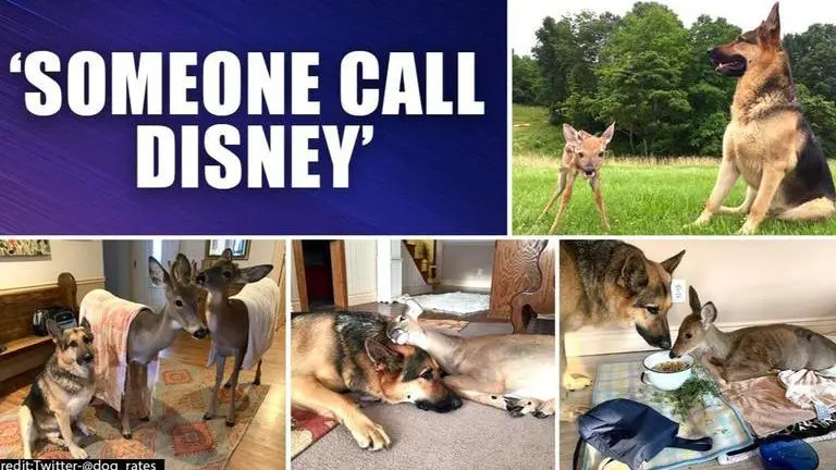 Sarge, the German shepherd, who saves injured and orphaned animals