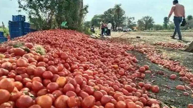 Why tomato prices are surging in several parts of india? Here's all you need to know