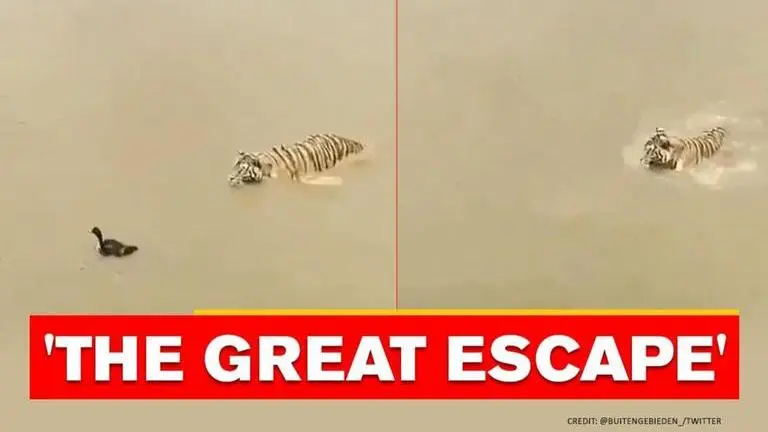 Duck manages to outsmart a tiger in this hilarious video; Watch Dog
