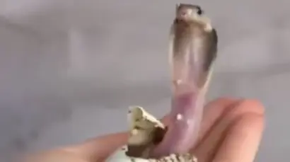 Viral Video Shows Man Holding King Cobra Egg As Little Snake Hatches Out From Inside Of It | Watch Cobra Hatching Video