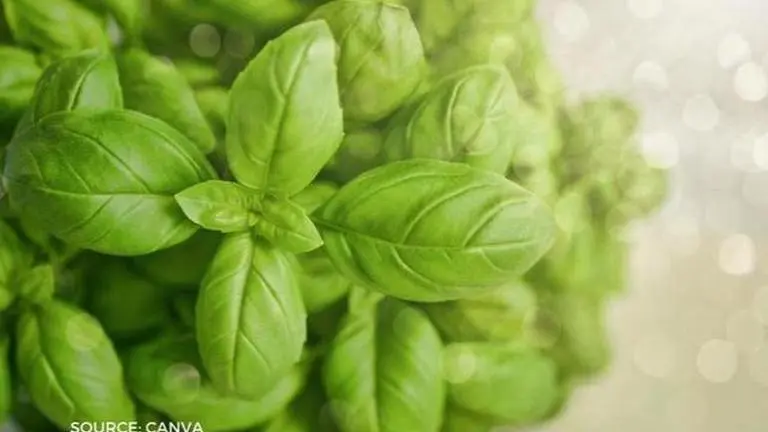 Desi Hacks: How to grow basil at home; here are step-by-step instructions desi hacks