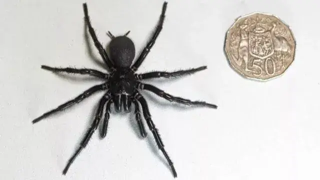 Lethal monstrous spider ‘Herculese’ breaks record for largest specimen spider