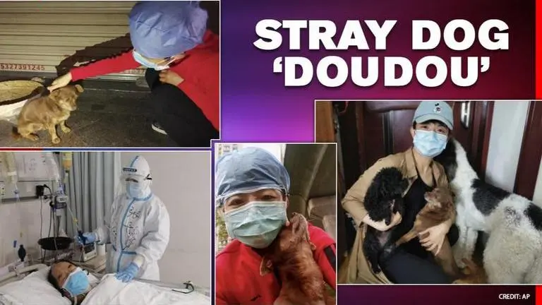 Good News: Stray dog helps Wuhan nurse cope with trauma and pressure amid COVID-19 Stray dog