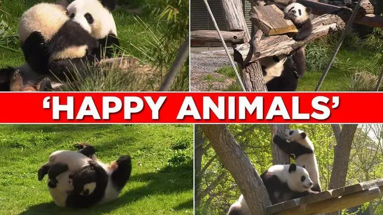 Panda cub joyfully plays with mother in Berlin Zoo, netizens delighted Panda cub joyfully rolls with his mother in Berlin Zoo, netizens delighted