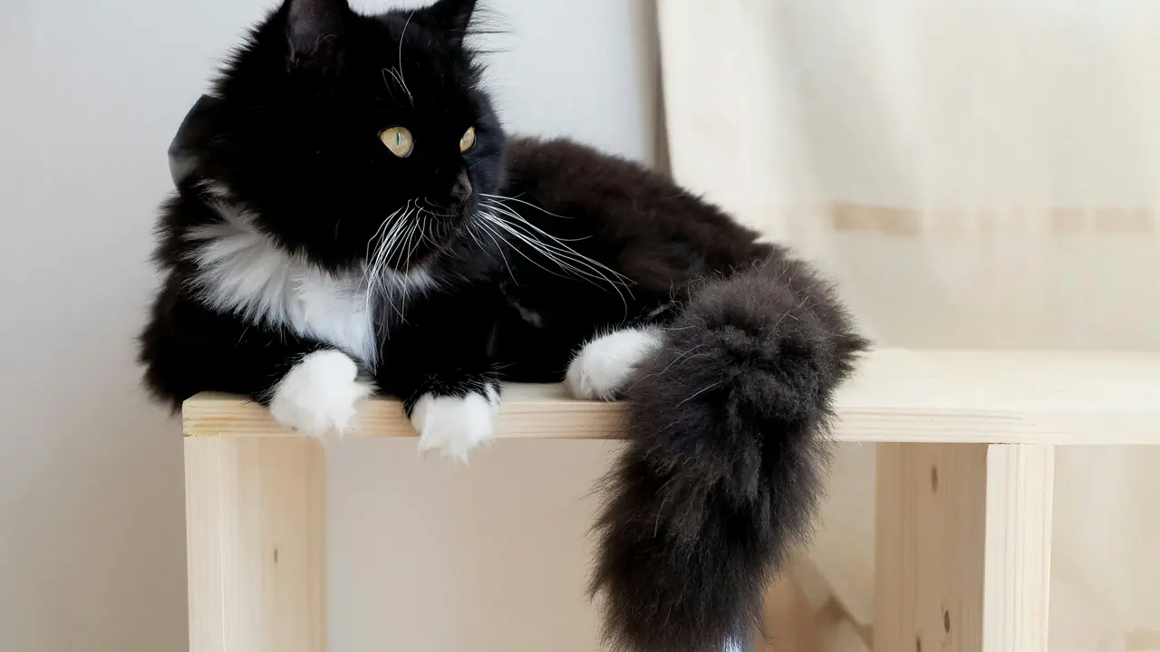 Black Cat Breeds That Make Great Pets