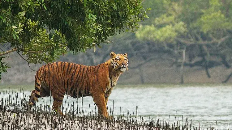Madhav National Park Designated as 8th Tiger Reserve in MP
