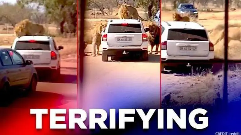 Lion sits on roof of safari car, 'tries' to open door, nail-biting video goes viral Lion