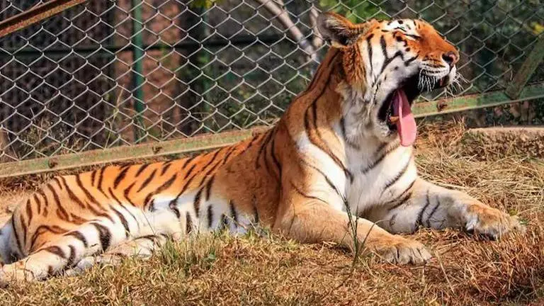 Maha: Tiger moved from Gorewada rescue centre to upcoming zoo
