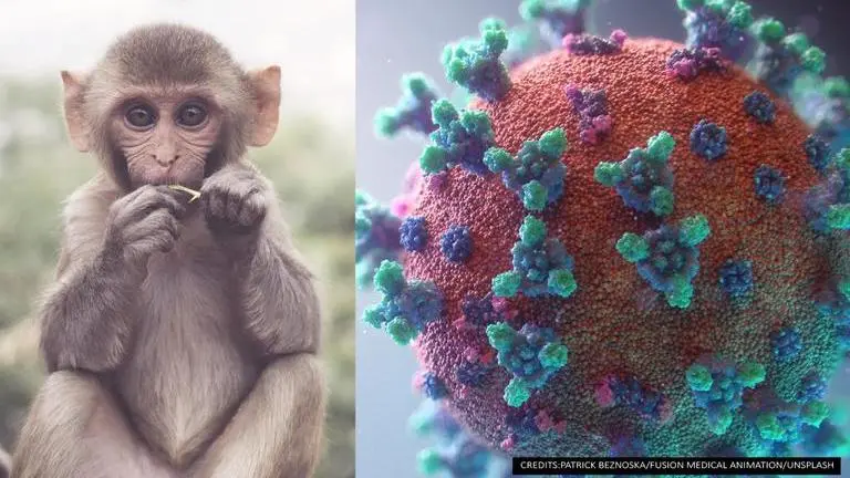 Monkey B virus: Causes, symptoms and mode of transmission; here's all you need to know Monkey B Virus