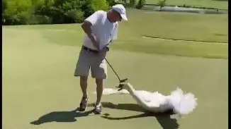 Swan Attacks Golfer