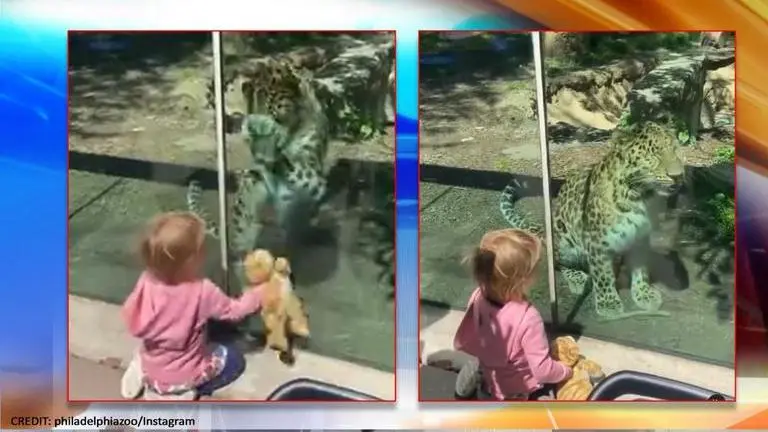 Philadelphia zoo's endangered leopard plays with kid and her plush cat toy, internet melts leopard