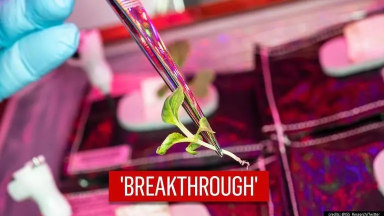 ISS crew member executes first plant transplant in space despite being 'risky' ISS