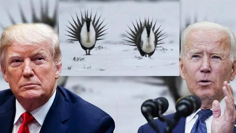 US: Biden administration planning to revise Trump-era rules to save greater sage grouse Biden