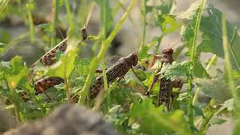 After a month, locust menace resurfaces in north Gujarat locust menace