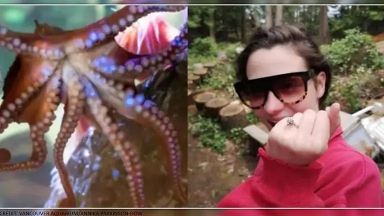 'Ocean miracle': Woman loses engagement ring while swimming; baby octopus helps find it Octopus