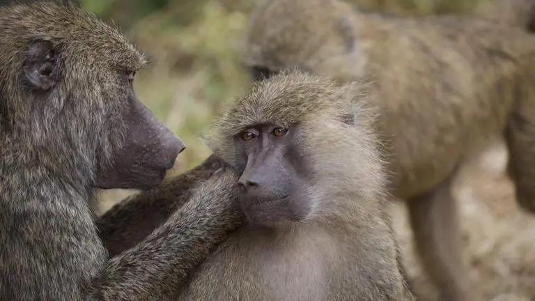 Protest against treatment of baboons at Sydney hospital