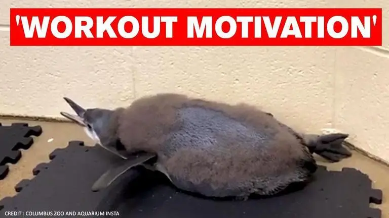 ‘Health-conscious’ baby penguin doing yoga gives internet workout goals penguine