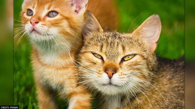 In UK, cats are dying in huge numbers as fear of toxic cat food haunts vets Cats