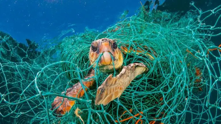 Plastic bags, packaging material 'deadliest waste' for marine ecosystem: Study plastic