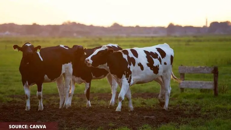 Cow Appreciation Day History, Significance, Celebration and more cow appreciation day history