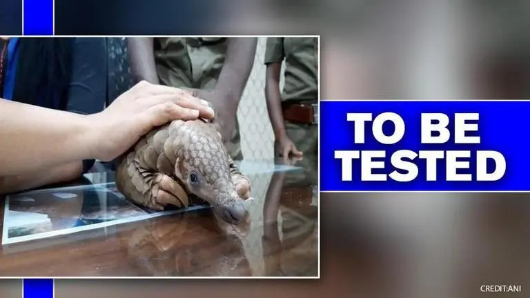 Endangered Pangolin found in Odisha quarantine centre; to be tested for COVID-19 Pangolin