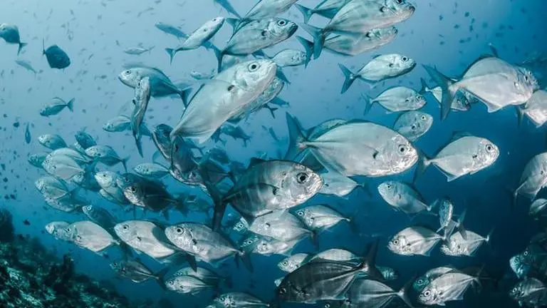 Nestle sued by French fishing federation over thousands of dead fishes discovered in river Nestle