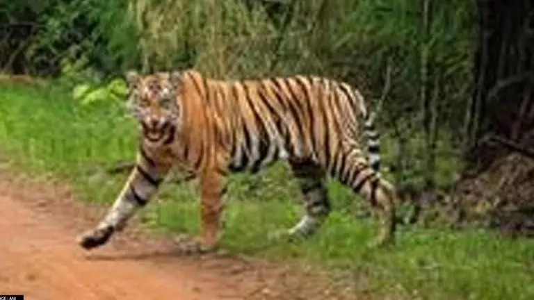 Project Tiger head says maintaining viable tiger population and balancing development India's goal for next 50 years Tiger