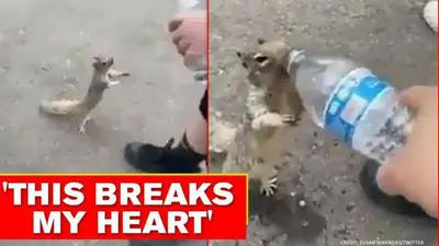 Video of squirrel asking for water leaves netizens heartbroken; Watch Video shows squirrel desperately asking for water, netizens heartbroken
