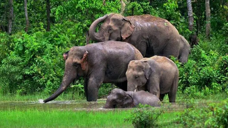 West Bengal Government launches campaign to curb elephant deaths due to electrocution West Bengal