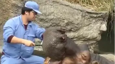 Caught On Camera: Mesmerising Video Of A 1,500 KG Hippo Getting Its Teeth Brushed Goes Viral | WATCH Watch This Amazing Video Of A Hippo Brushing Its Teeth Goes Viral