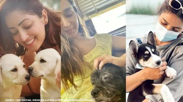 international dog day