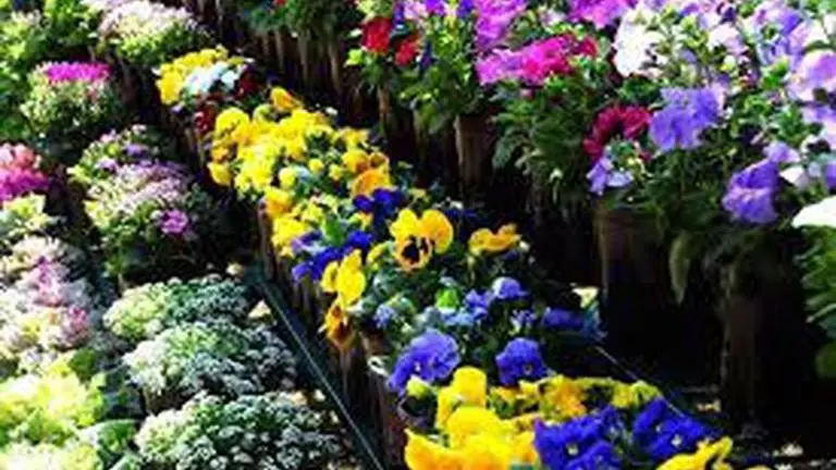 Festival to create awareness on conservation of orchid species Festival