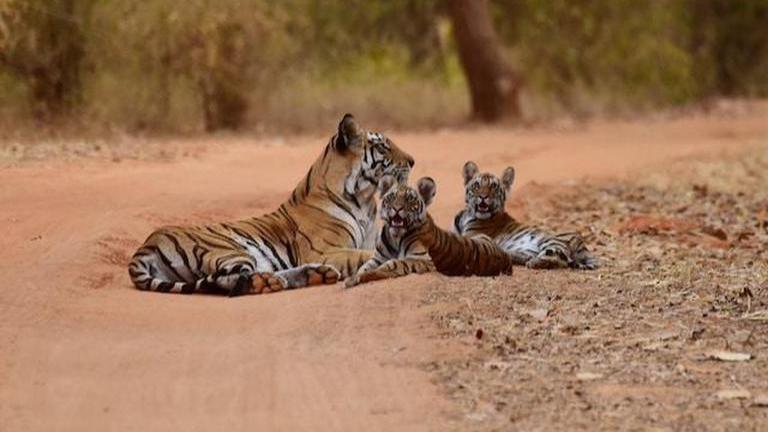 Tigress Sighted With Three New Cubs In Boost To Big Cat Tally In Ranthambore Republic World 