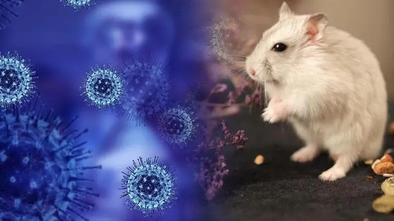 In Hong Kong, 9 hamster samples test positive for COVID Hong Kong