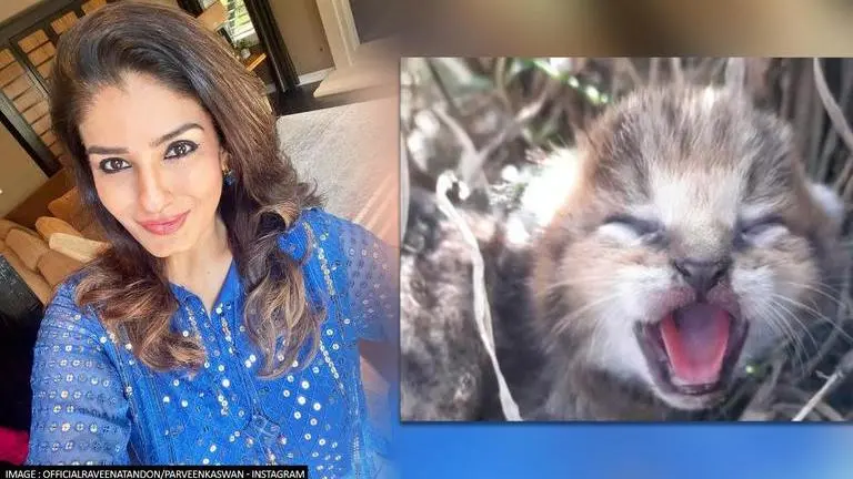Raveena Tandon on video showing jungle cat cubs being rescued; "It makes my day" Raveena Tandon
